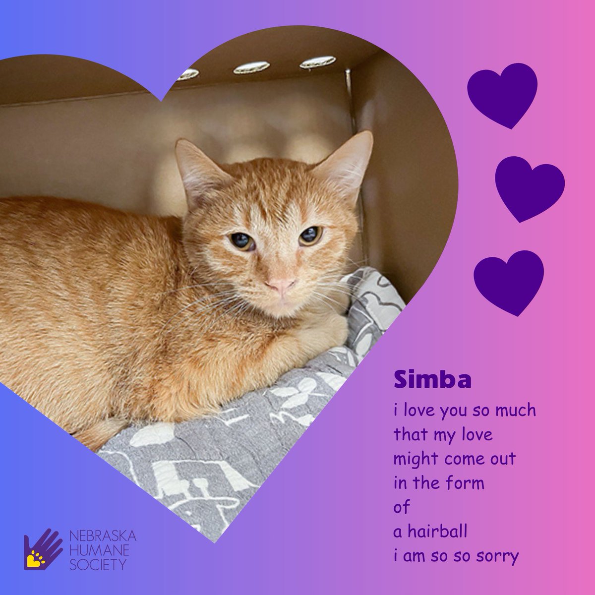 Nebraska Humane Society tweet media