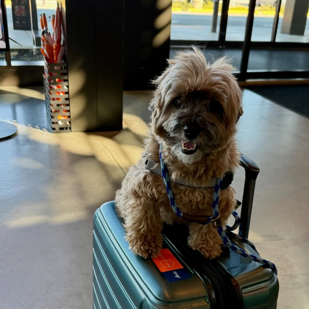 Fly Paine Field tweet media