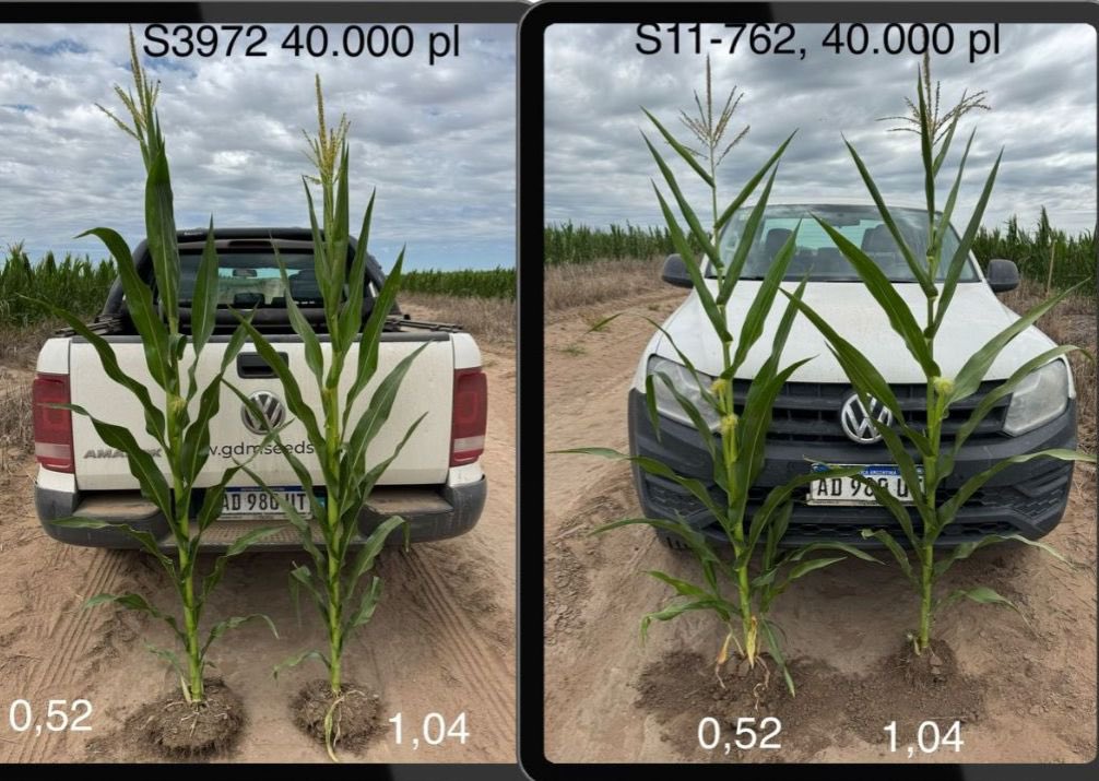 Alfredo Harte tweet media