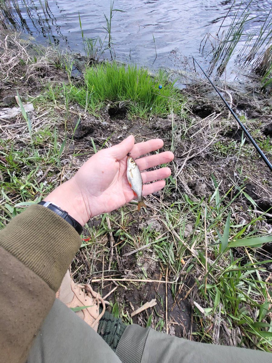 Янтарне, біля Курахово - вже окуповане - дуже красива місцевість і коти