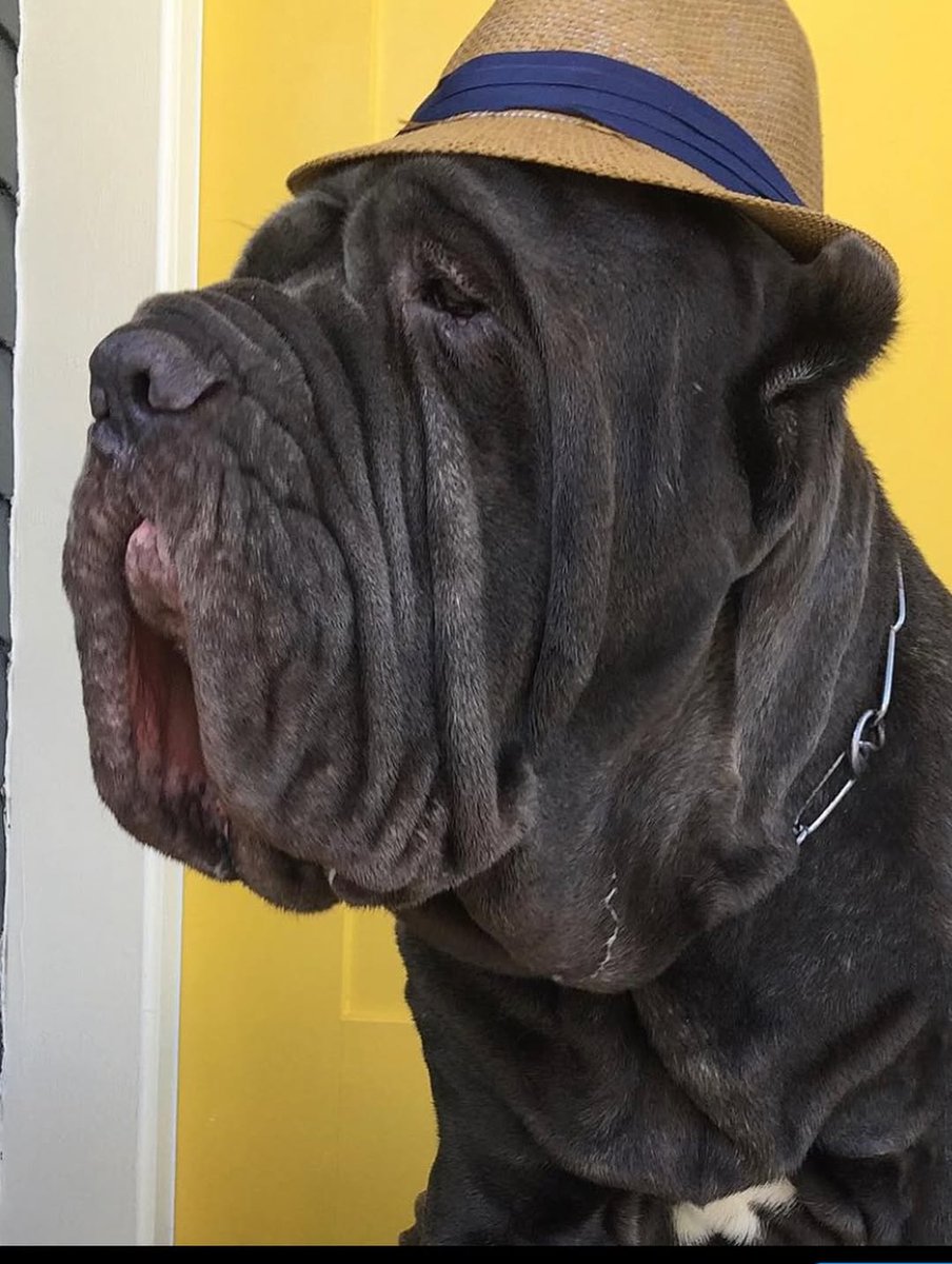 Valentine’s Sneak Peek: Rocco is Ready for Romance! 🐾🌹

Happy Friday before Valentine's Day, Atlanta! If you haven't found a date yet, don't panic—Rocco is officially stepping up to be the most handsome Valentine in the city. 🍑✨ 

#RoccoTheValentine #FridayVibes #DapperDog