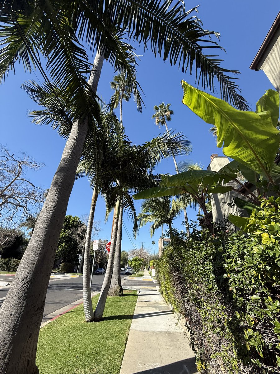 being sad in LA is so surreal bc I go on a walk and it’s 75° and looks like this outside