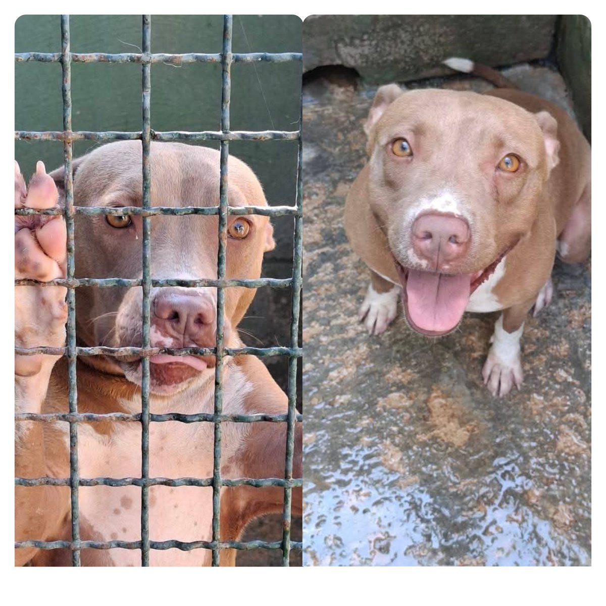 Ricevo,Bonny💔vive su un pavimento gelido sempre bagnato fu sottratta a un grave maltrattamento,era piena di lividi su tutto il corpo,non stava in piedi talmente tante le botte prese!2 anni sterilizzata,sana, prov di Caserta previsti controlli  arriva ovunque 3475914297