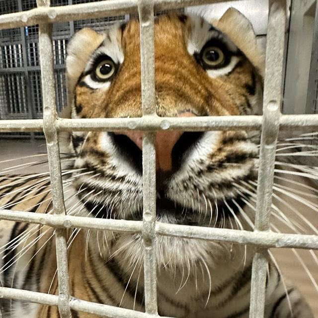 bigcatburger's tweet image. Please free me… I only ate one person!!!!