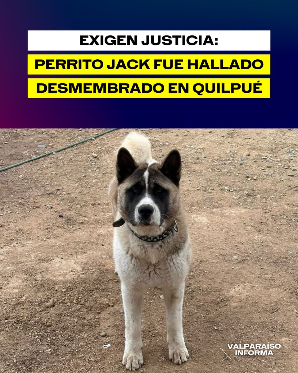 Un perrito llamado “Jack” fue encontrado sin vida en un terreno en el sector Fundo Las Piedras, en las cercanías de Los Perales, en Quilpué. El can llevaba varios días siendo buscado por su familia.

Según la denuncia realizada en redes sociales, explicaron que el animal "fue