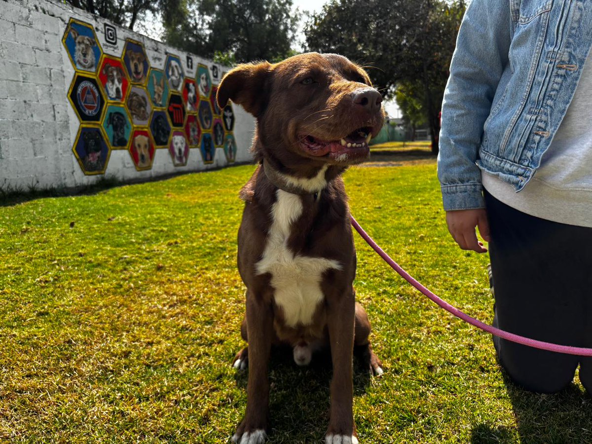 El <a href="/ctcdelmetro/">CTC del Metro</a> fue abierto en el año 2017, como un espacio para dar refugio temporal a los canes rescatados en estaciones del Metro. De entonces a la fecha, ha recibido a 723, y de esta cifra, 593 lomitos fueron adoptados; otros 53, que se consideran casos de éxito, fueron