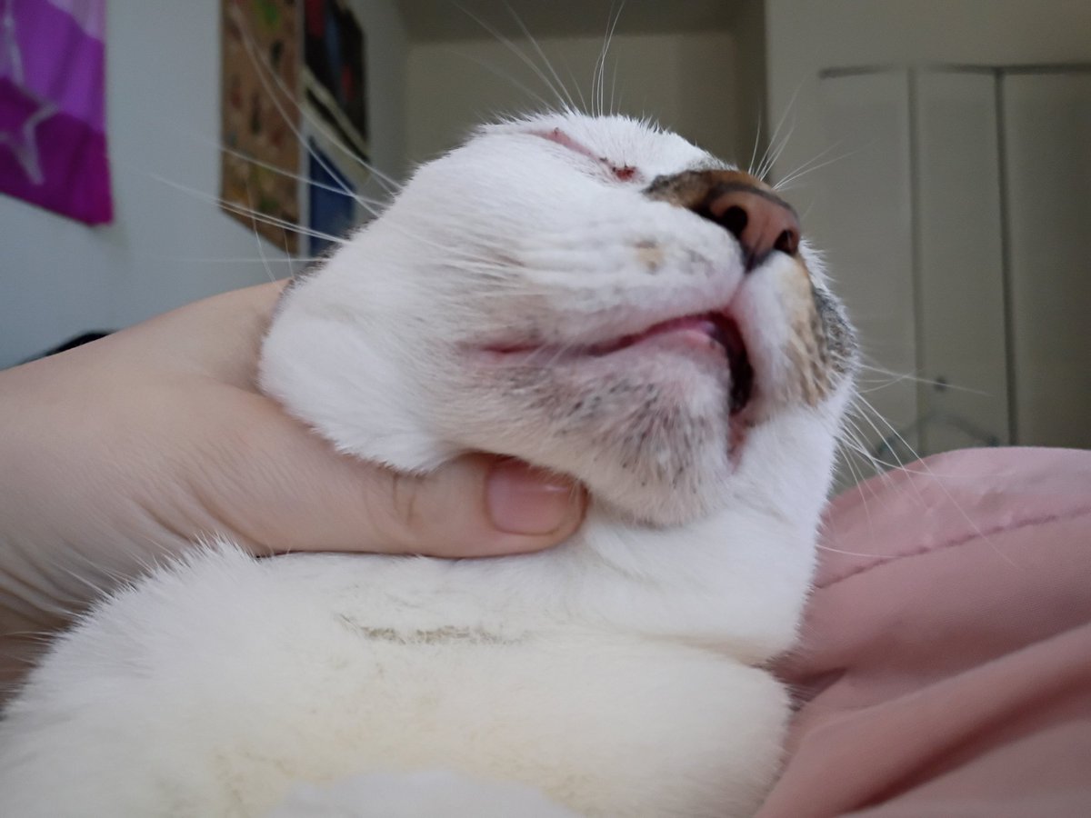 MadameMongoose's tweet image. tried to get a pic of her chin to track her healing and it looks like im killing her