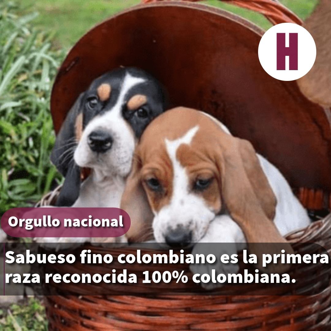 HulagoMedios's tweet photo. La Federación Cinológica Internacional (FCI) reconoció al Sabueso Fino #colombiano como una raza 100% del país, lo que lo vuelve un híto histórico. Características como fidelidad, resistencia y olfato excepcional, hacen de este canino de caza es un símbolo de herencia y #cultura https://t.co/sagzmsvAXs