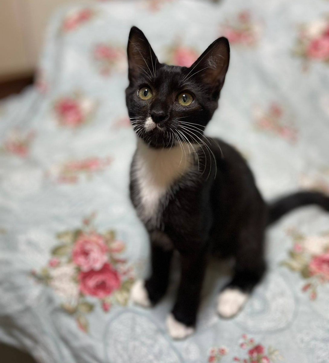 Hermoso bebito, de 4 meses, en adopción responsable. Es muy dulce y cariñoso. Lo entregan en el domicilio del adoptante. Si deseas darle un hogar, con compromiso de seguimiento y castración, comunícate al +56998345980. Favor RT!
#LoPrado