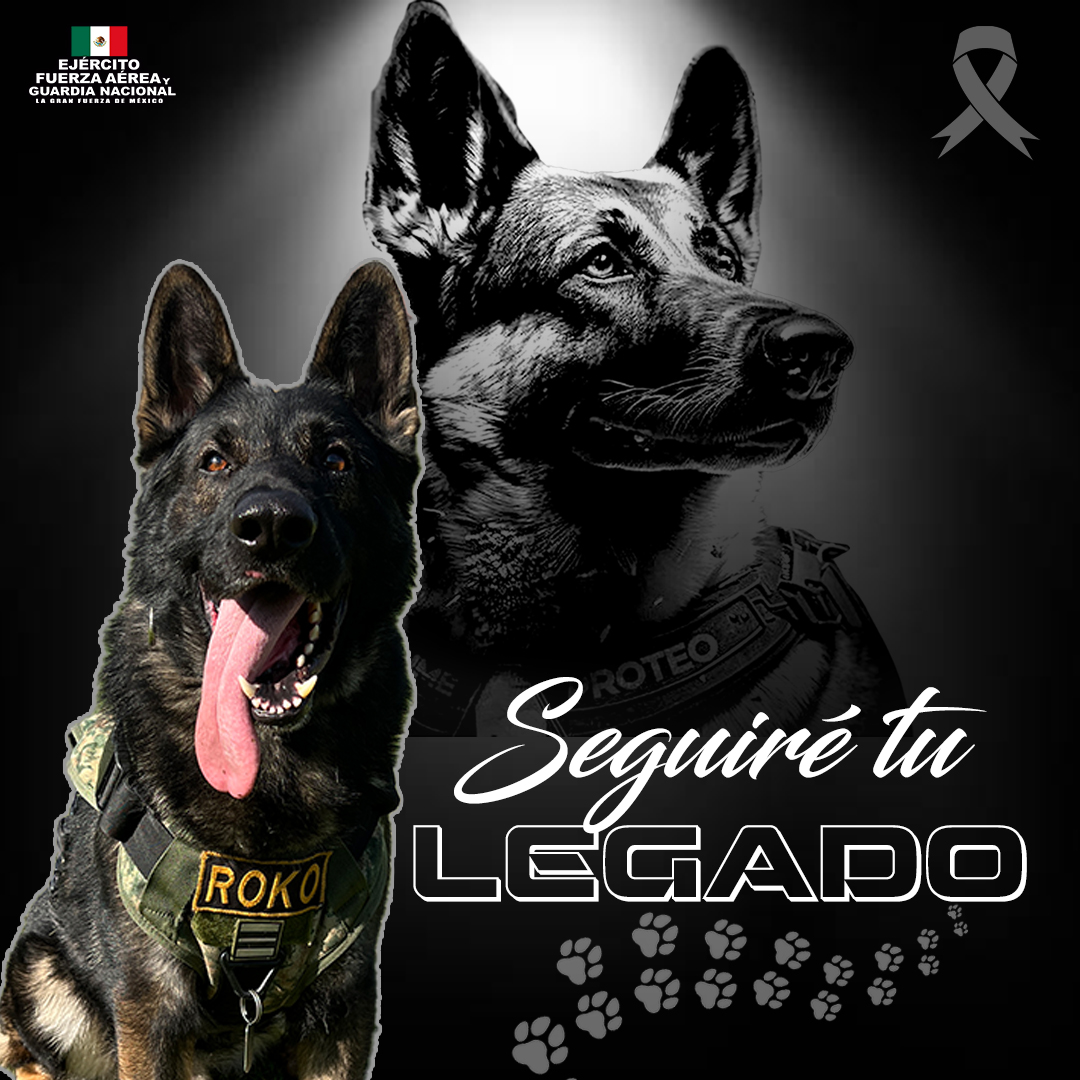 Proteo vive en la memoria de México. 🐾🇲🇽

Hace tres años, Proteo, binomio canino del Ejército Mexicano, entregó su vida en Turquía mientras auxiliaba a quienes más lo necesitaban, su valentía y vocación de servicio inspiraron la creación del Escuadrón Proteo, donde cada
