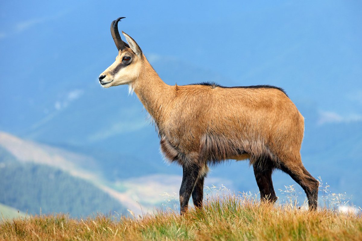 Tratra I wouldnt say Slovakia has like any animal that lives ONLY in its ...