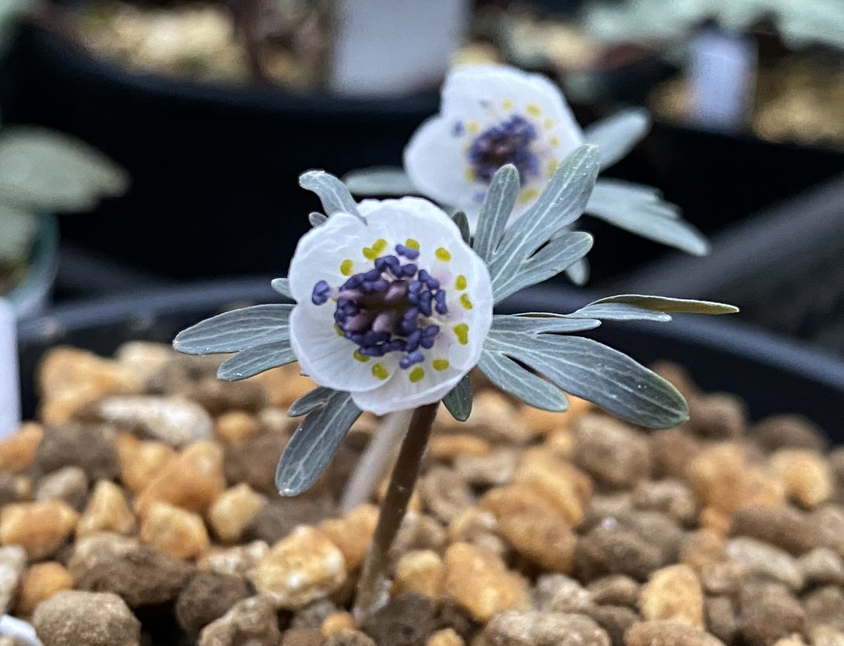 セツブンソウ開花！