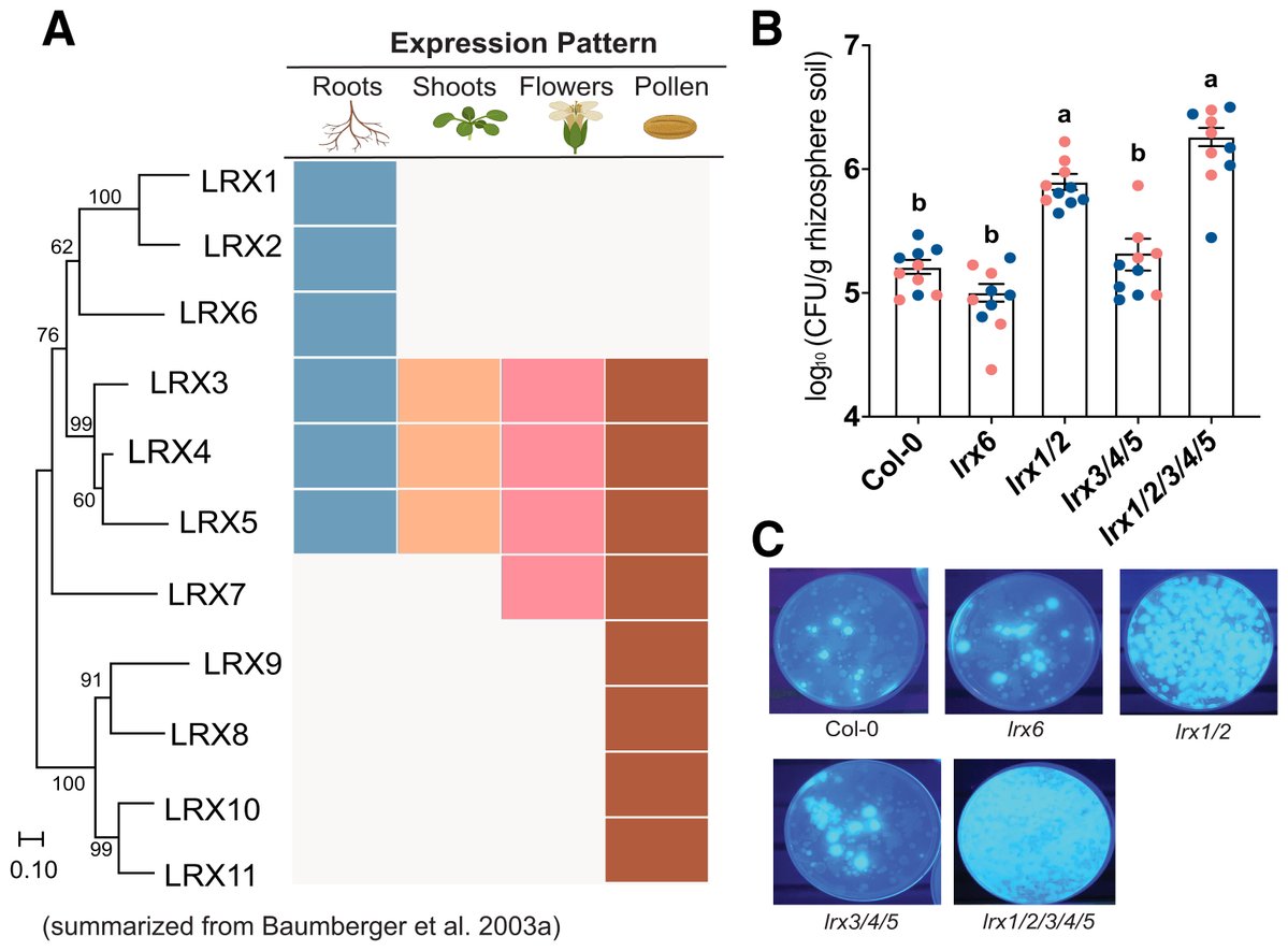 MPMI Journal tweet media