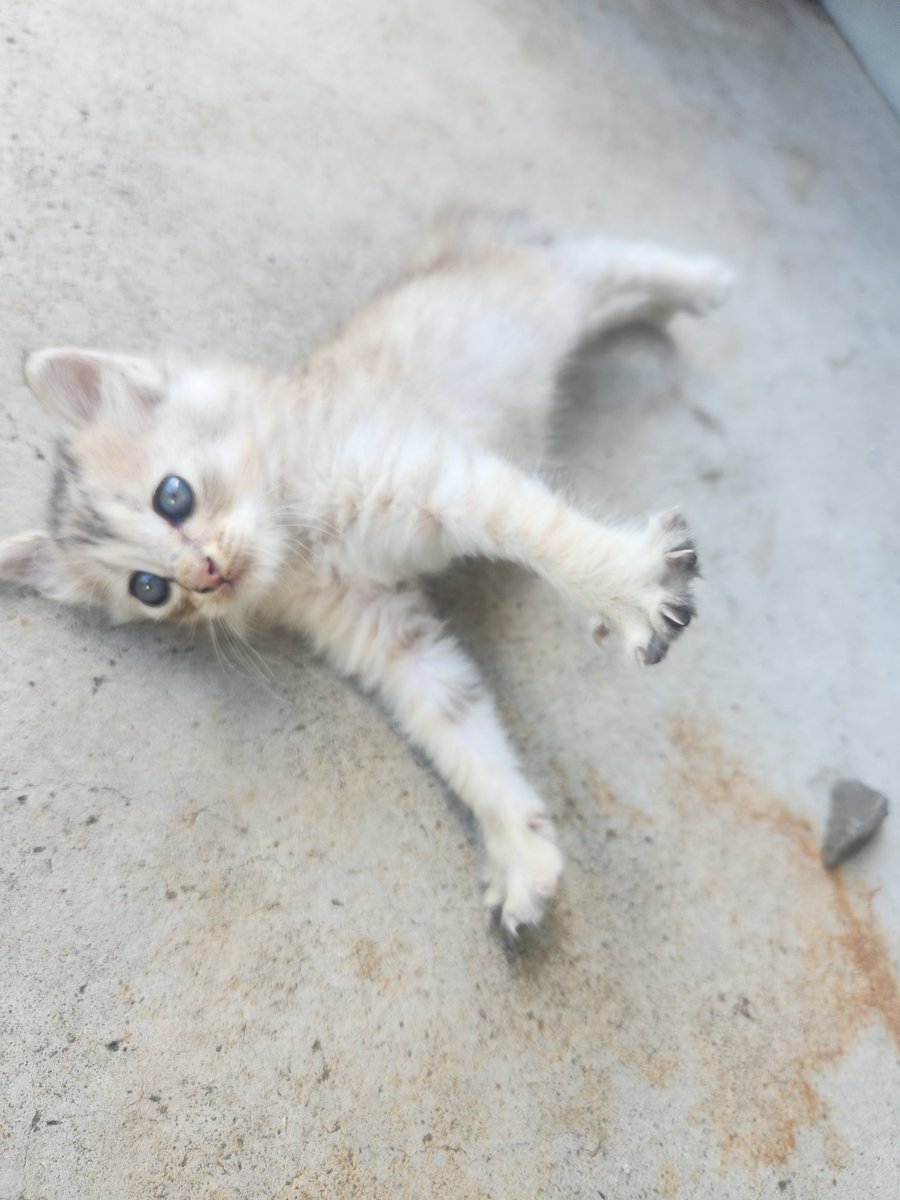 Shallowmist (@shallowmistart) on Twitter photo 