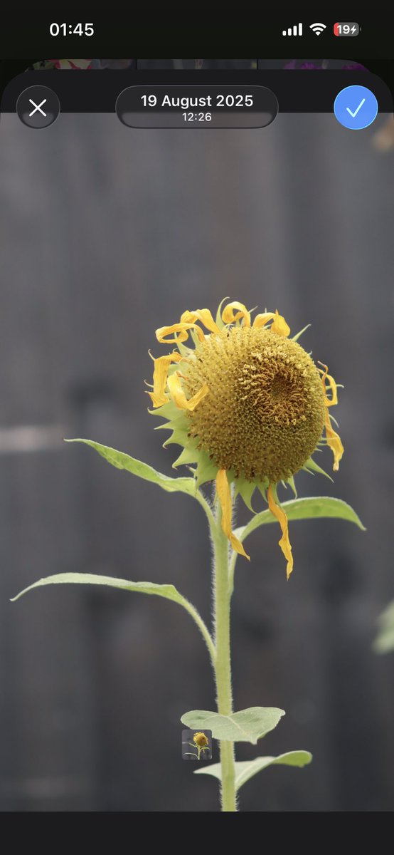 minniebon43's tweet image. Going out in style! 

#FlowersOnX #sunflower #FlowersOnFriday