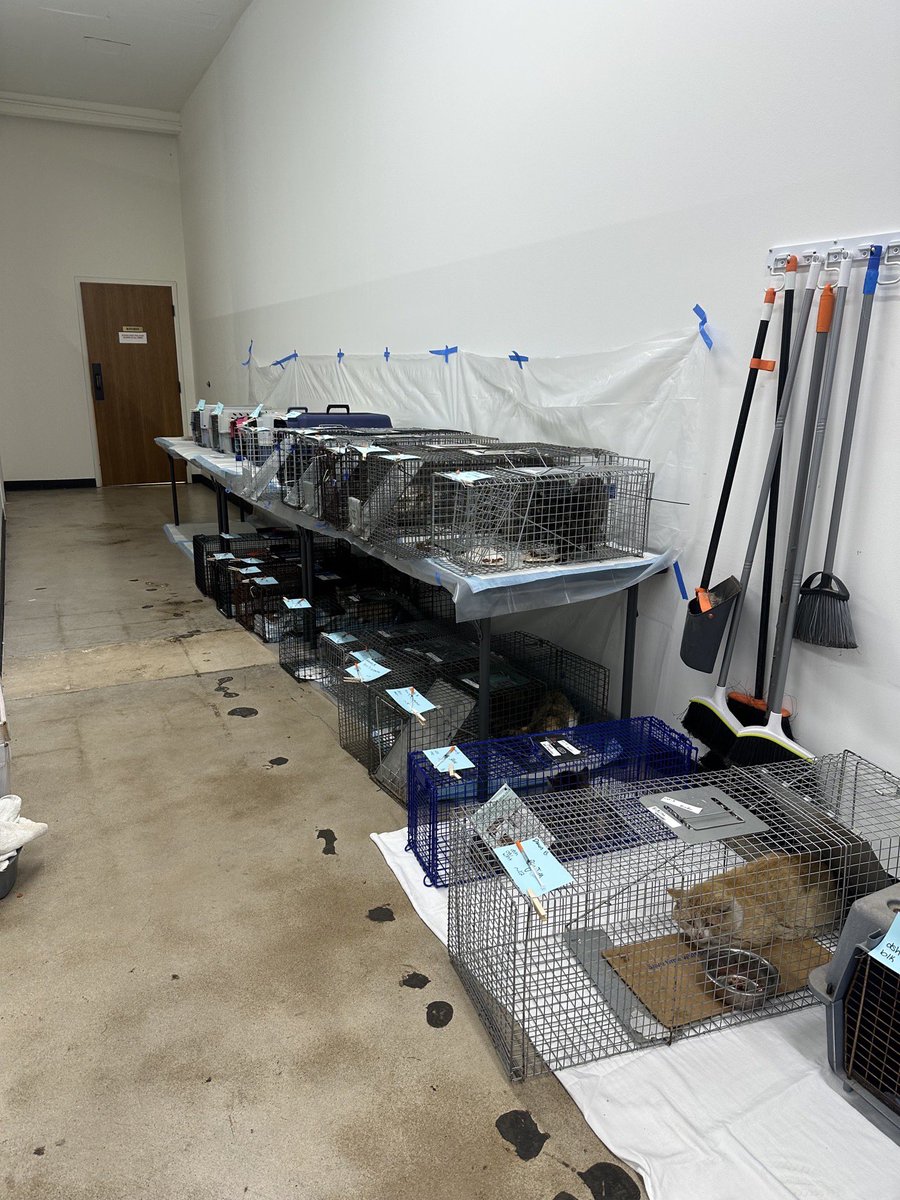 okhumane's tweet image. Our incredible team completed 171 spay &amp;amp; neuter surgeries today! That’s 171 community cats who will no longer contribute to the pet overpopulation crisis, and who can now live healthier, happier lives in their communities. We are beyond grateful to every single person who helped!