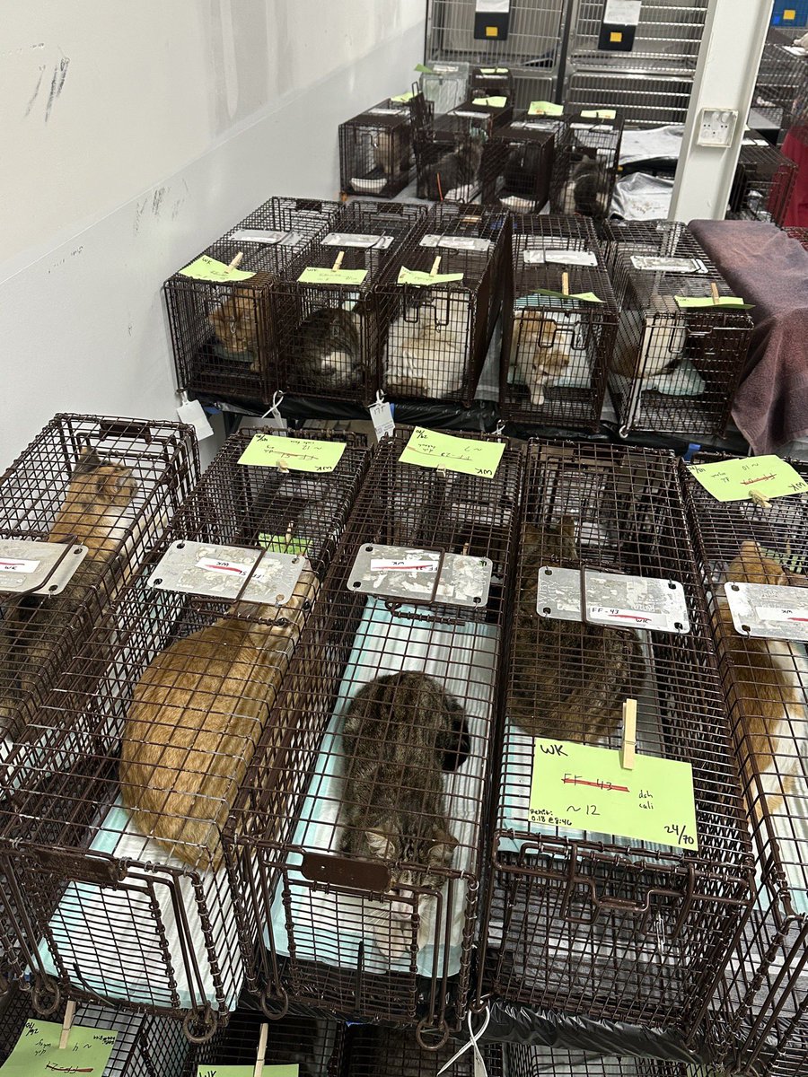 okhumane's tweet image. Our incredible team completed 171 spay &amp;amp; neuter surgeries today! That’s 171 community cats who will no longer contribute to the pet overpopulation crisis, and who can now live healthier, happier lives in their communities. We are beyond grateful to every single person who helped!