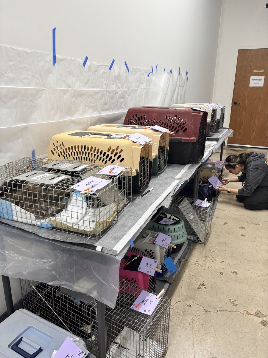 okhumane's tweet image. Our incredible team completed 171 spay &amp;amp; neuter surgeries today! That’s 171 community cats who will no longer contribute to the pet overpopulation crisis, and who can now live healthier, happier lives in their communities. We are beyond grateful to every single person who helped!
