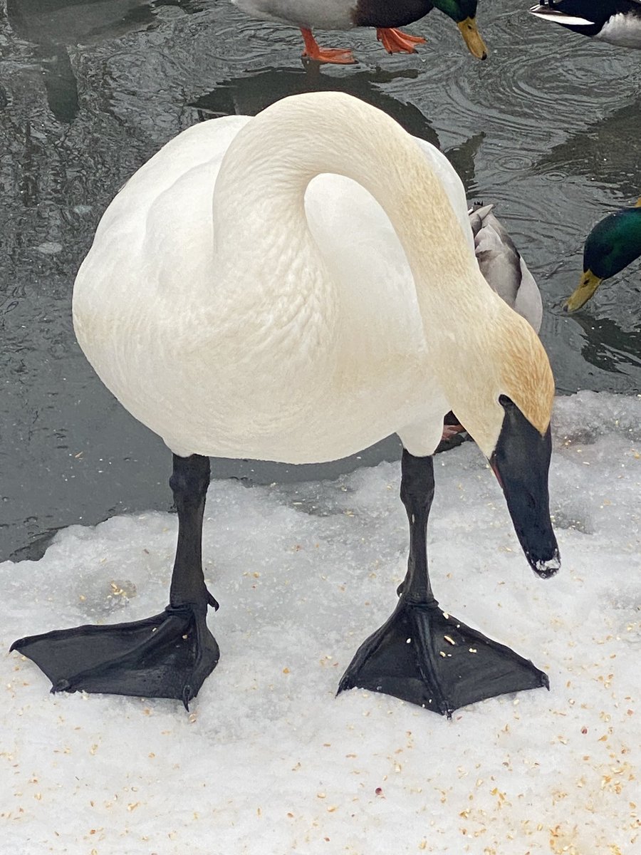 Jill Davis tweet media