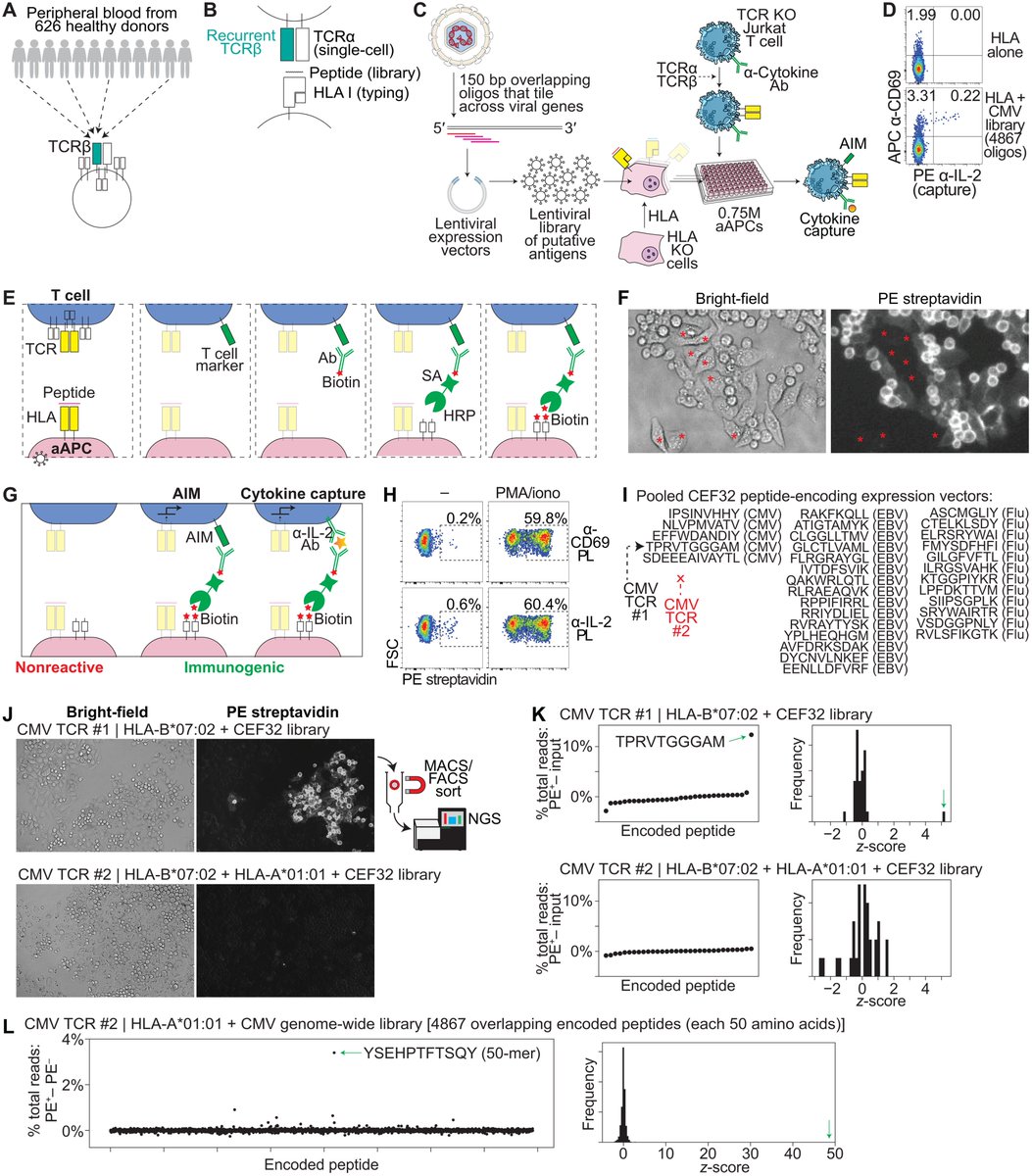 A high-throughput screening system enabled identification of the antigen targets of T cell receptors found in many individuals
science.org/doi/10.1126/sc…
<a href="/ScienceAdvances/">Science Advances</a> <a href="/Yale/">Yale University</a>