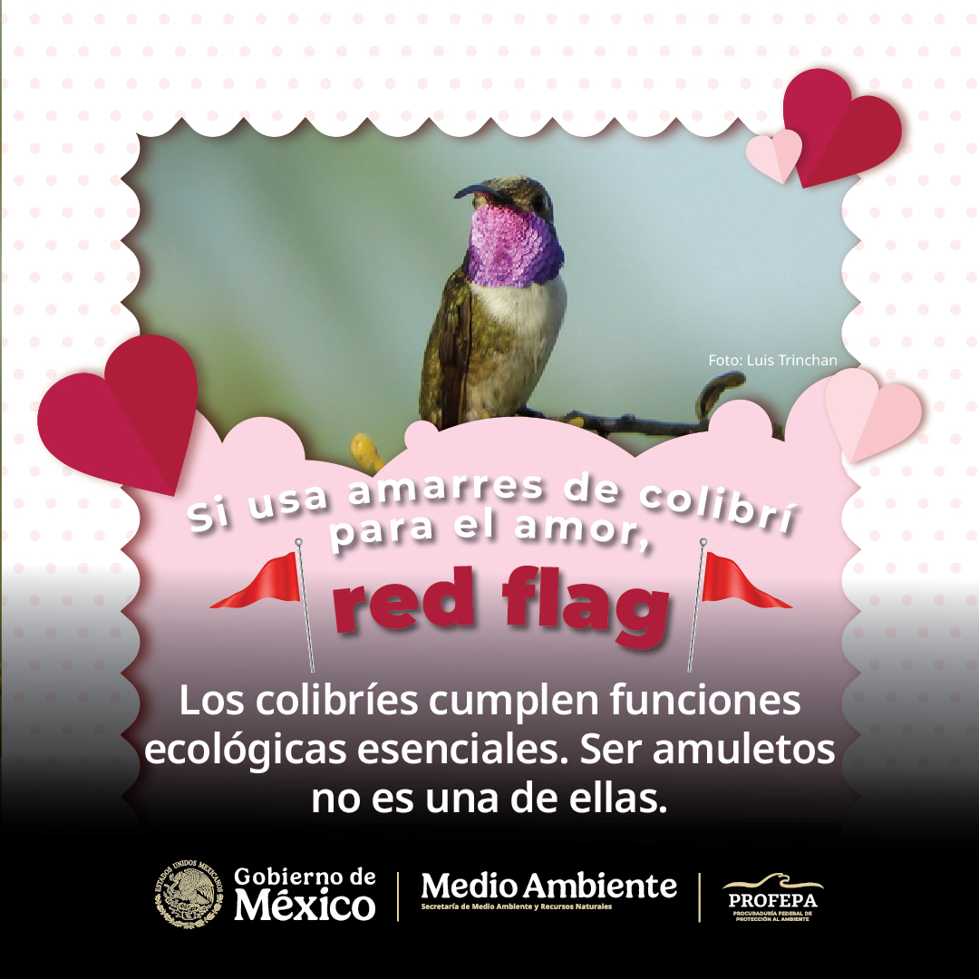 El camino para el amor no inicia con un sacrificio 🙅🏻‍♀️
Este #SanValentin celébralo sin lastimar a los colibríes para usarlos como amuletos.
Cuidar a estas aves es responsabilidad de todas y todos🫶🏼💕
Lee más ➡️ goo.su/zQzBK