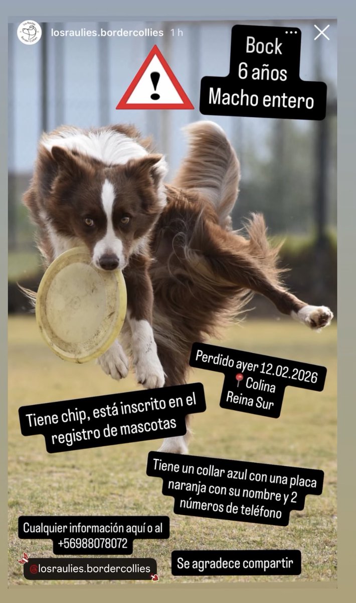 Perdido ayer en Colina 📍