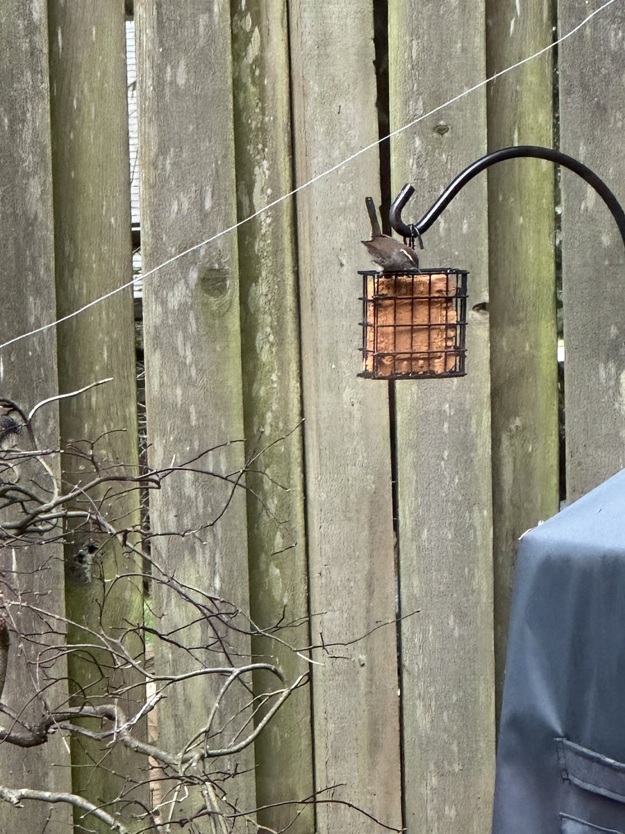 Here’s my little Bewick’s Wren, just after I refilled the hot-pepper suet this morning.