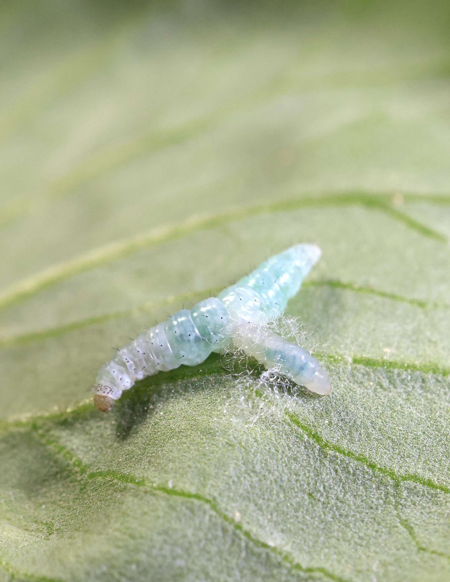 A study uncovers the mechanisms by which a parasitic wasp uses a virus that it produces from its own DNA to disrupt the development of the testes of its moth host, diverting host resources that would have gone to reproduction. In PNAS: ow.ly/HxlA50Yf4l7