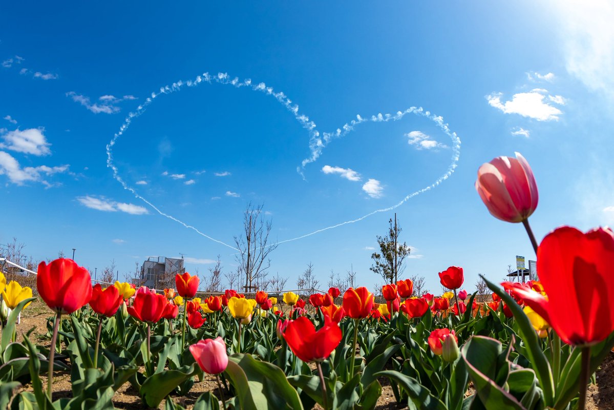 ハッピーバレンタイン！🍫

今日は皆様へ、航空自衛隊から特大の「ハート」をお届けします💙

大空に描くこのハートのように、私たちの平和への想いも大きく、そして強く。

空は繋がっています✈️

#航空自衛隊 #JASDF #ハッピーバレンタイン #valentines #ブルーインパルス #空からの贈り物