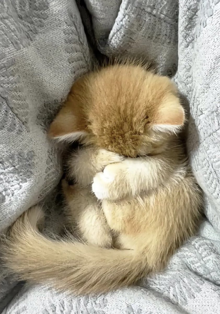 twaniimals's tweet image. 