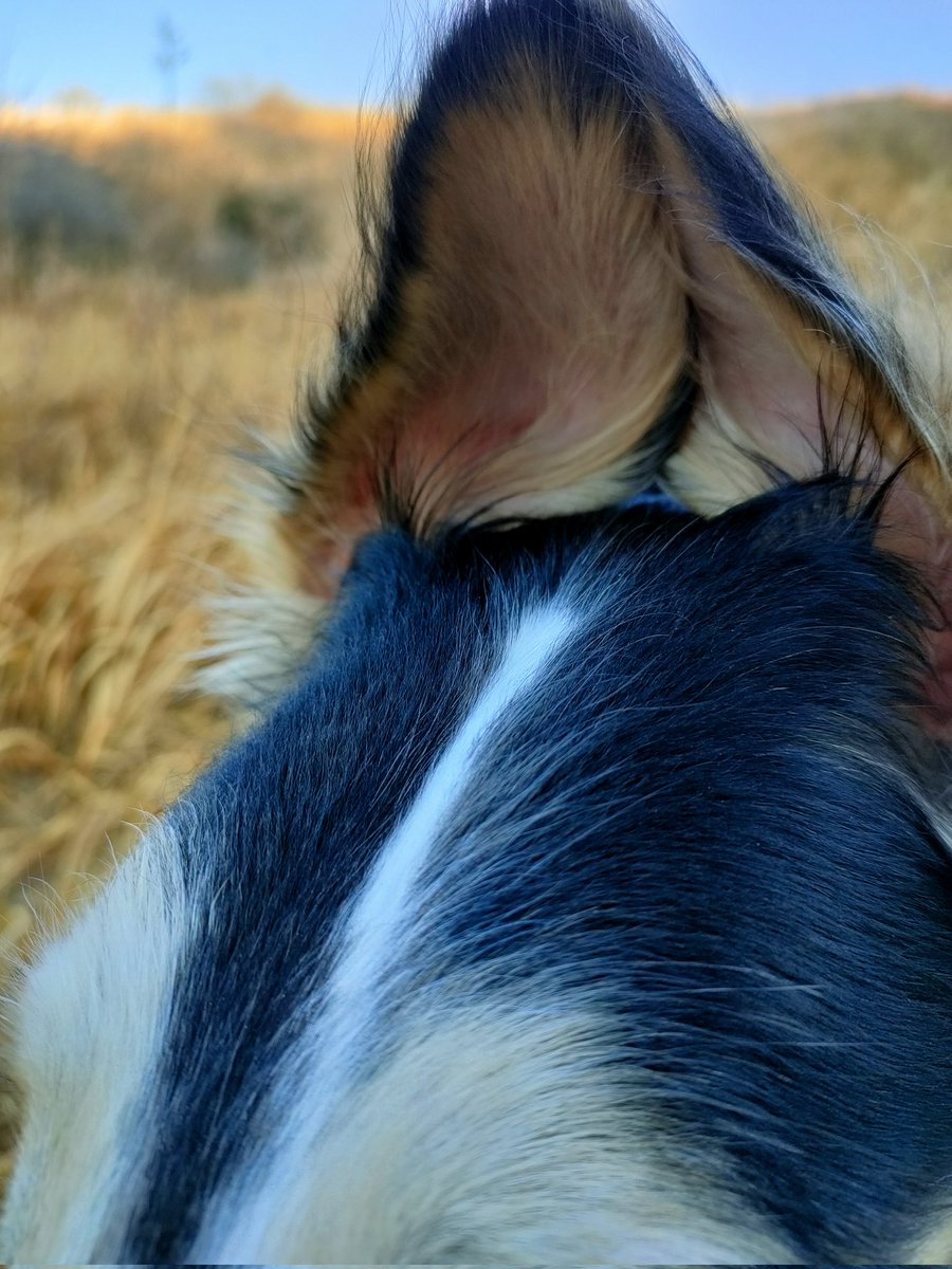 ボルゾイ🏝️がっちゃん（MAX改め） tweet media