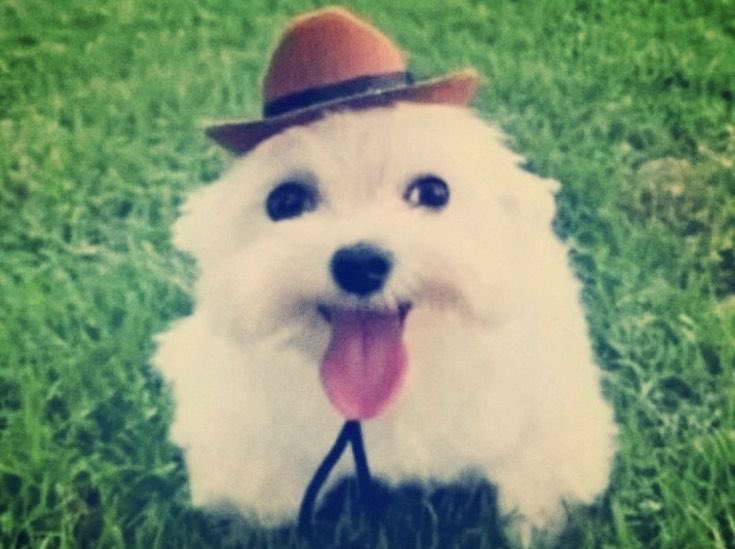 when theyre calling miBr top dog but this is the dog in question