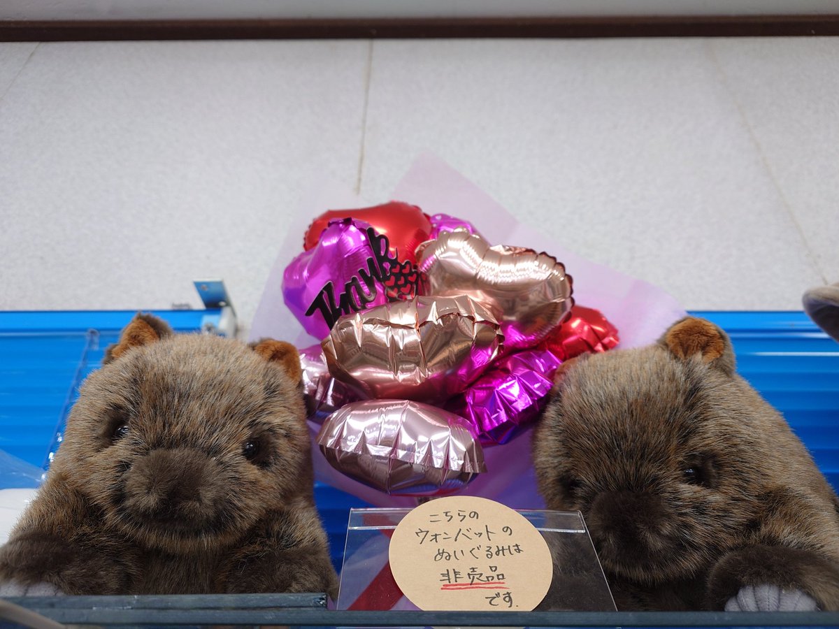 本日はバレンタインデー💝ですね🍫✨
#茶臼山動物園 園内はバレンタイン仕様に飾り付けが施されております💝✨
#ウォンバット 舎内には #ウォレス が #モモコ にプレゼントした木の枝を展示しています😊💝✨