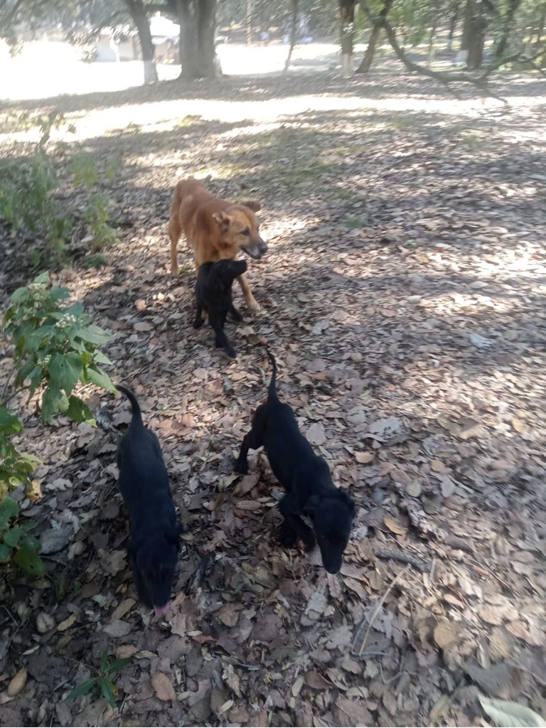 Rodolfo Nogués tweet media