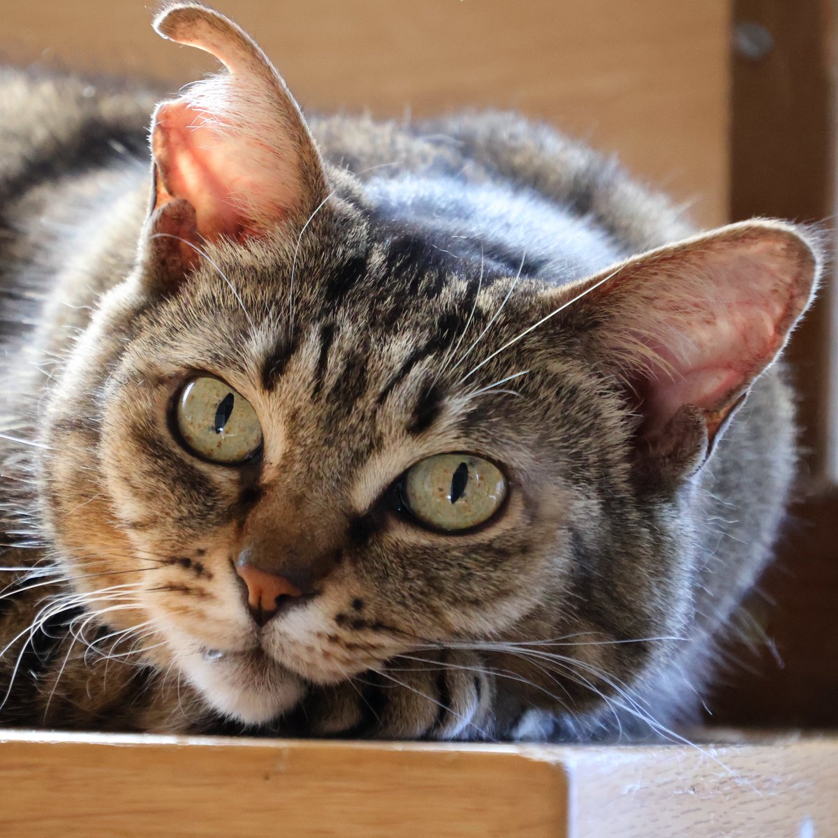 このポストが流れてきた方へ。

実はこの猫、今日２1歳なんです…！

「いいね」いただけませんか🙏🏻

２歳1ヶ月じゃないです　２１歳です