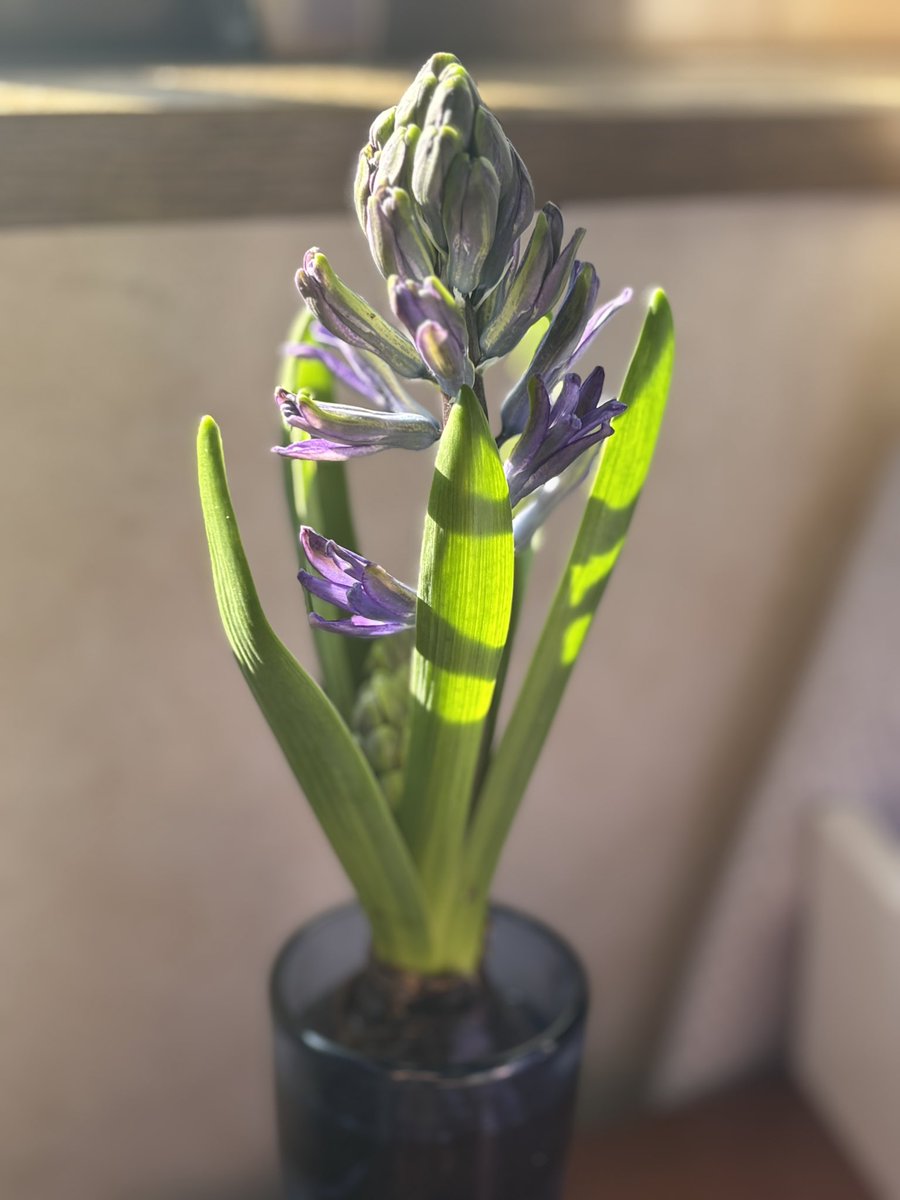 先週買ったヒヤシンスが咲いてきた🪻