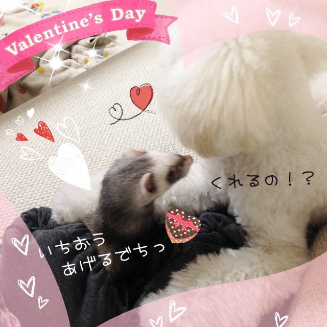 ✨💕ハッピーバレンタイン💕✨

🍫の誤食が増えると聞くのでより厳重に取り扱います🫡