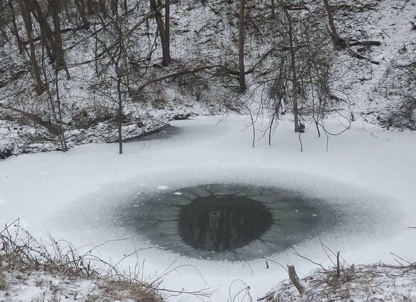 The Eye of the Forest, by Amy Kierstead