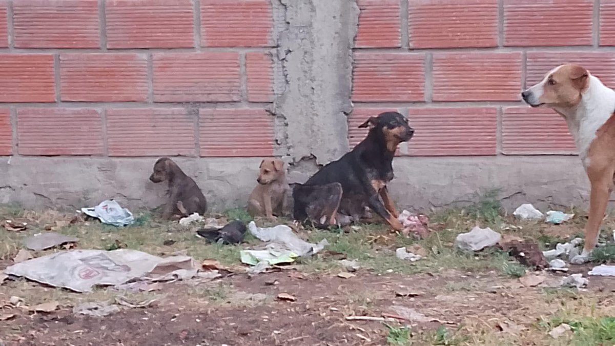 AHI ESTA LA MAMA FAMELICA , LOS BEBES MURIENDO DE HAMBRE, PERO NADIE LOS TOMA,ES URG TRANSITOS , SE RUEGA LUGARES, SON 6 BEBES, LA MAYORIA NENAS, CEL +54 9 11 3571-1475. JOSE C PAZ