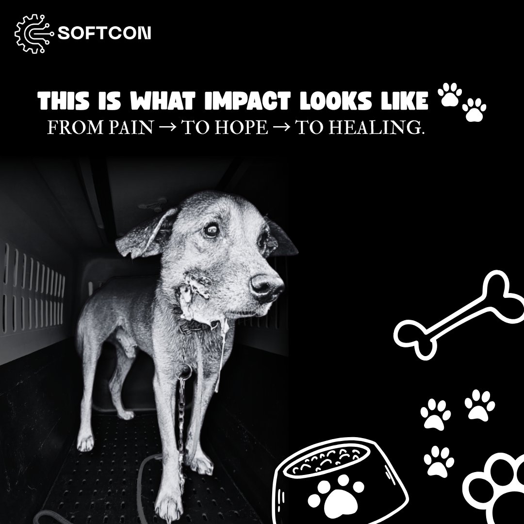 Softconltd's tweet photo. This is Roger — and he’s our first February donation recipient 💛
Roger has been through hell with a serious jaw injury, but thanks to the Happy Animals Club, he’s getting the care, safety, and love he deserves.

Your support through Softcon helped make this happen. https://t.co/IKD3EyJXFj