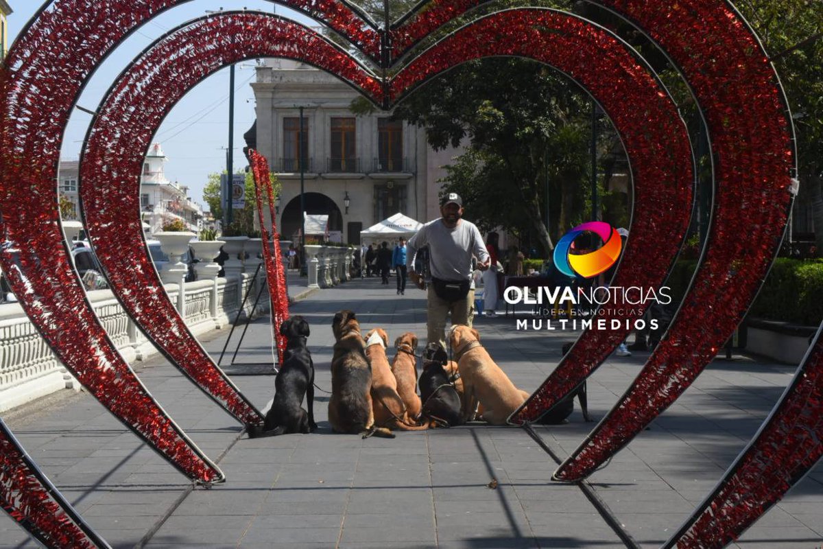 😍🐾  #GALERÍA 💘 Como en cada fecha festiva, Gilberto Trujillo, lleva a los perritos a su cargo, a tomarse a una fotografía en los adornos del Parque Juárez, en Xalapa.

Es entrenador de perros en la escuela “K9”; afirma que los canes también son amigos que merecen ser
