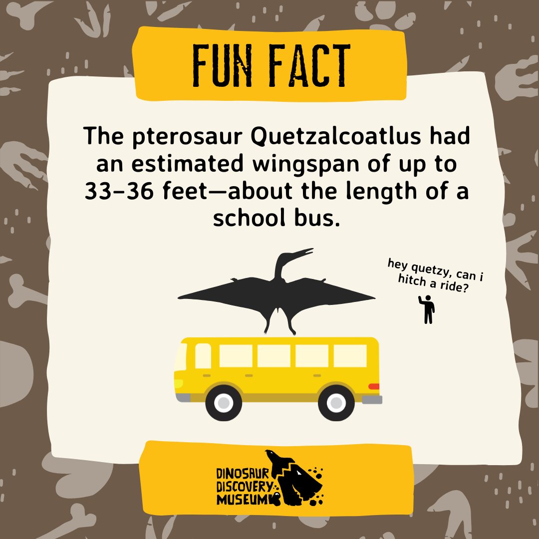 It's Fossil Fact Friday! The pterosaur Quetzalcoatlus had an estimated wingspan of up to 33–36 feet—about the length of a school bus.