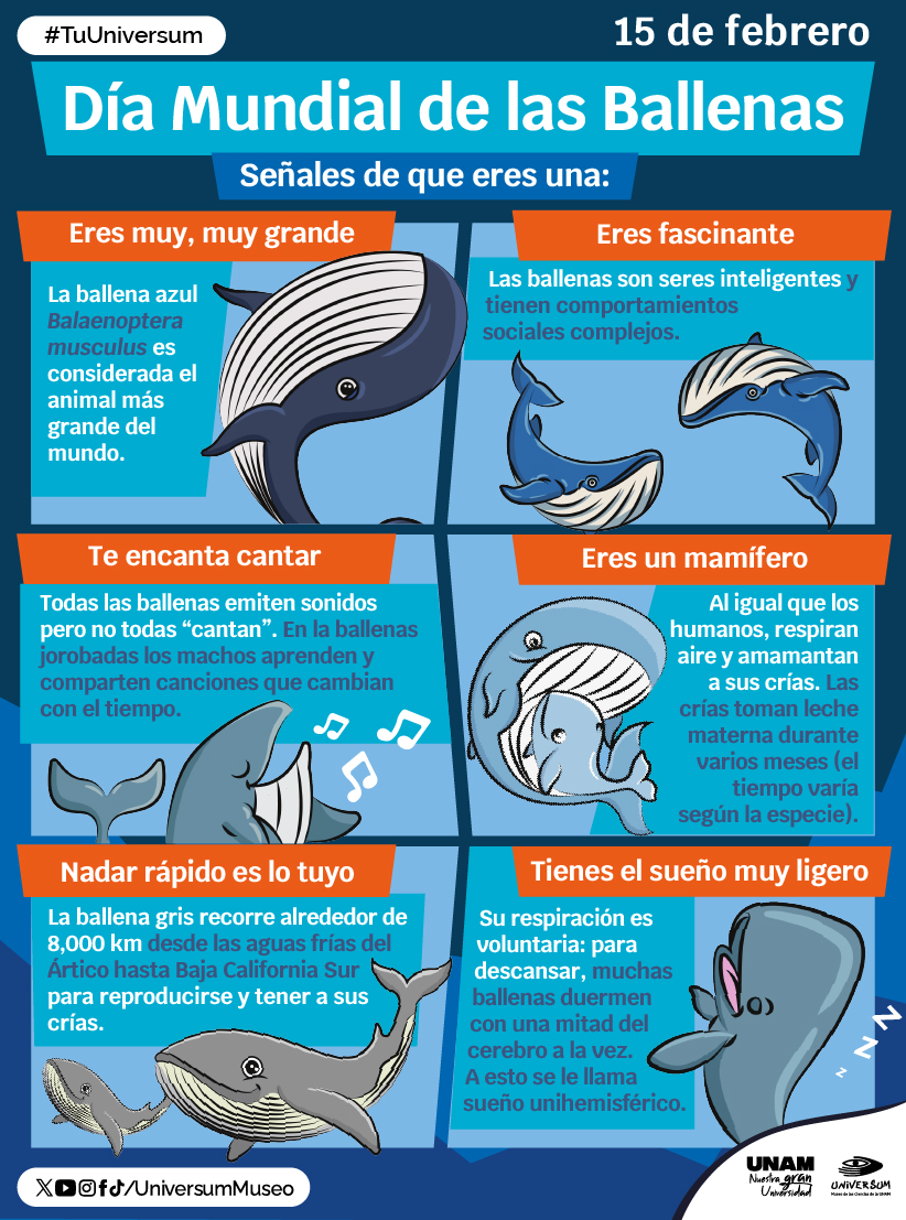UniversumMuseo's tweet image. #UnDíaComoHoy se celebra el Día Mundial de las Ballenas. 🐳 🤍

¿Te gustan las ballenas? Quizás es porque tienes algo en común con ellas. 🐋💗
#TuUniversum