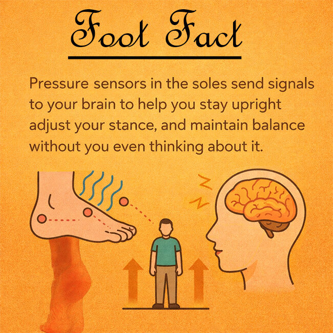 Have you ever considered how you're able to balance without having to think about it ?
.
.
.
.
.
#footrub #foothealth #healthyfeet #dallastx
#footbalance #podiatrylife #feetfact #dfwmodels #factfriday #texasmodel #infographic #feetlovers  #sexytoes #sexysoles #prettyfeetgang