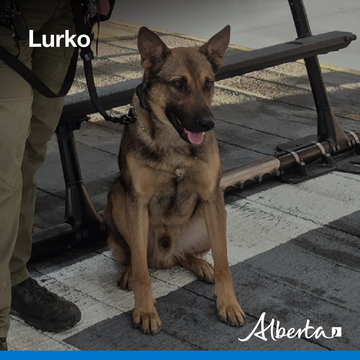 Alberta Sheriffs tweet media