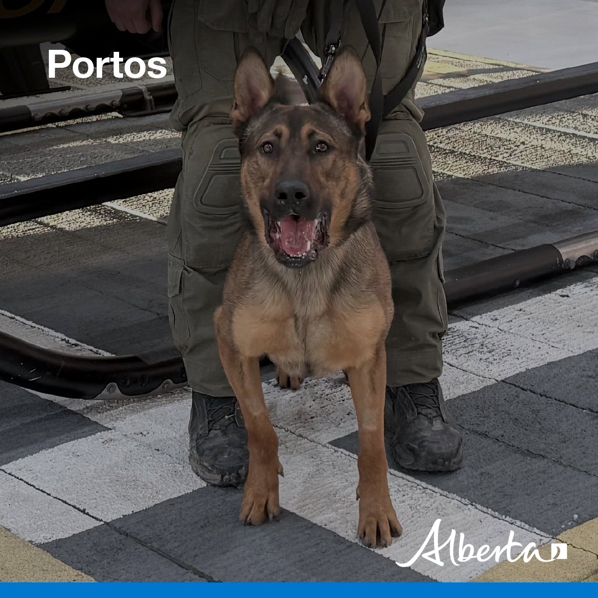 Alberta Sheriffs tweet media