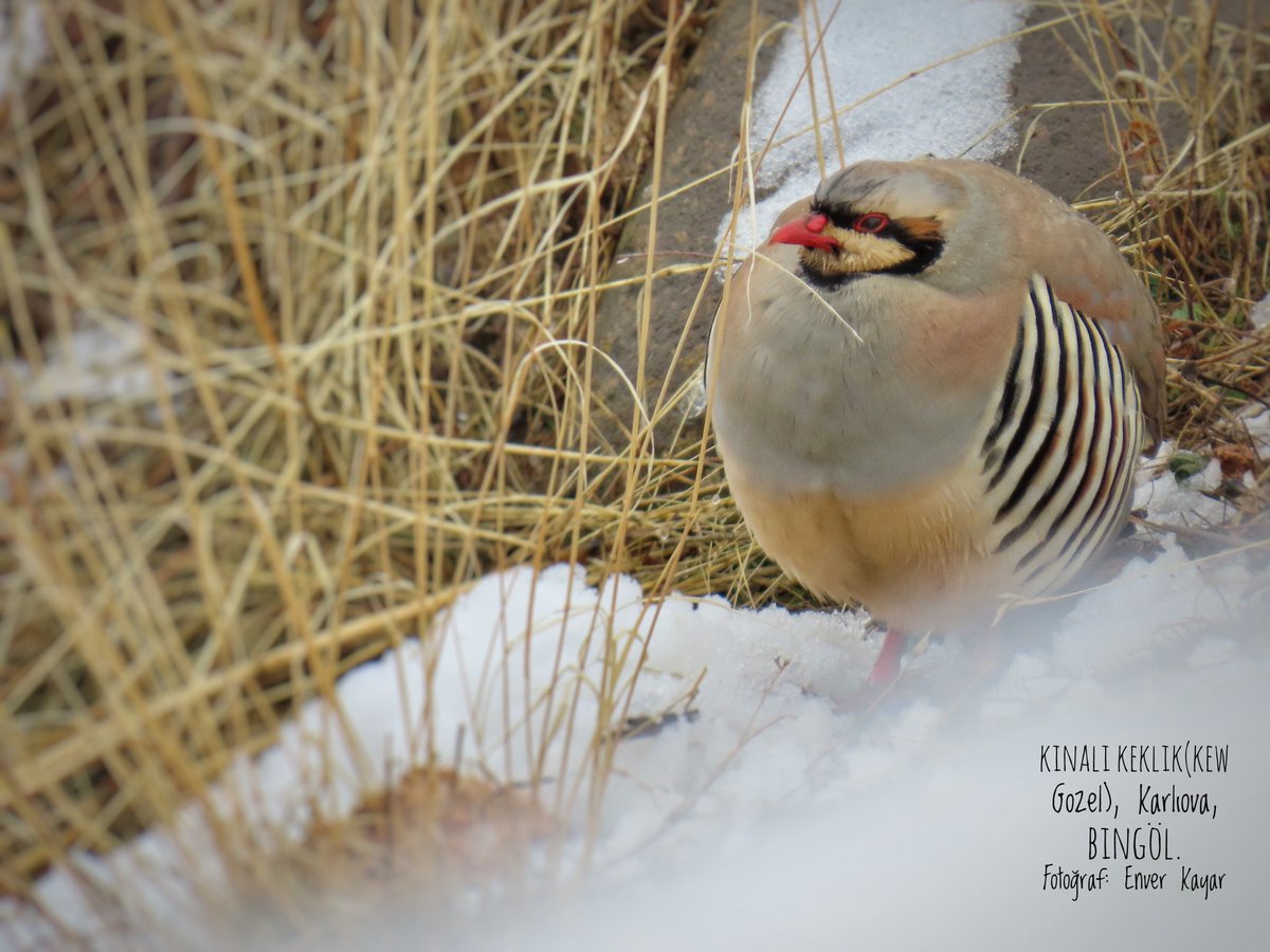 Kınalı Keklik, Karlıova, Bingöl.