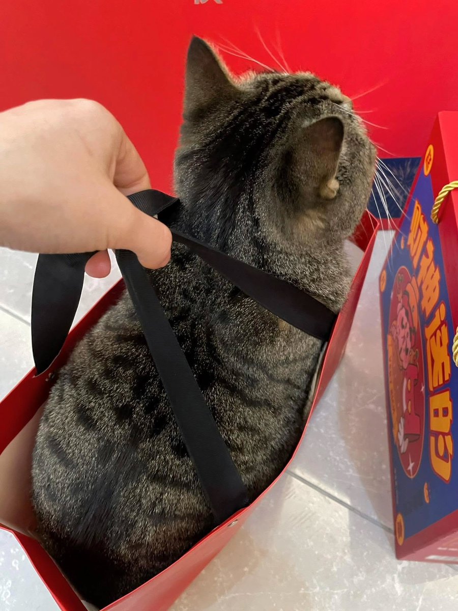 HaveCatCUTE's tweet photo. 🐱 https://t.co/8cgZTBwE0e