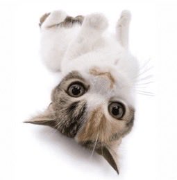 ashernymph's tweet image. alguém compra until dawn antigo pra mim no ps? 🤓 mando foto do pinto