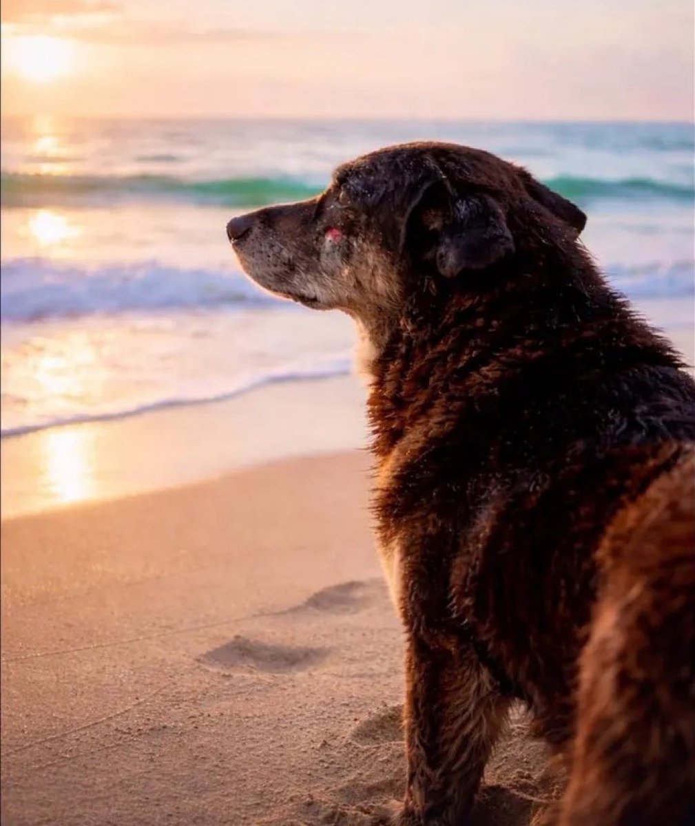 Por todos os animais!

#BRAZILFORORELHA